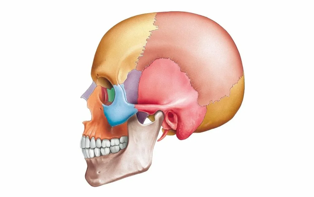 Кости черепа
